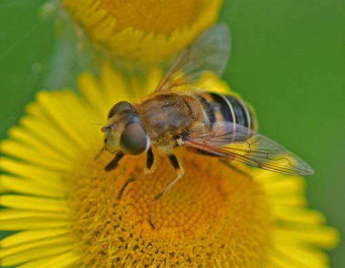 Eristalis nemorum